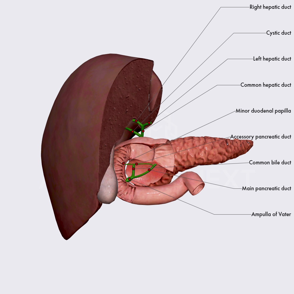 Biliary ducts